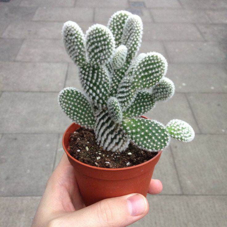Bunny Ears Cactus