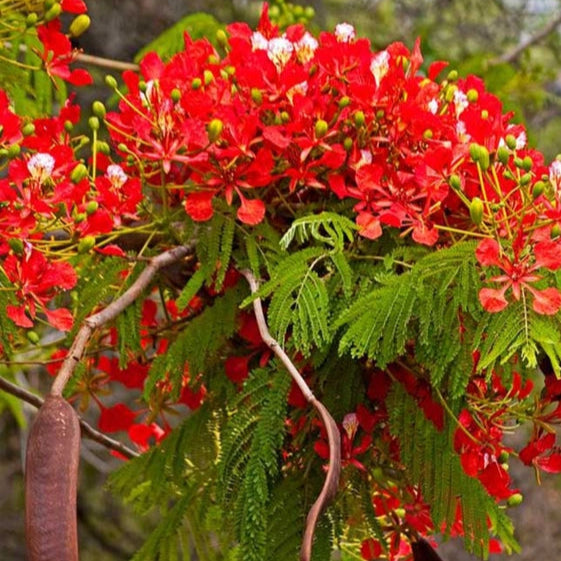 Gulmohar Red Flowering Plant