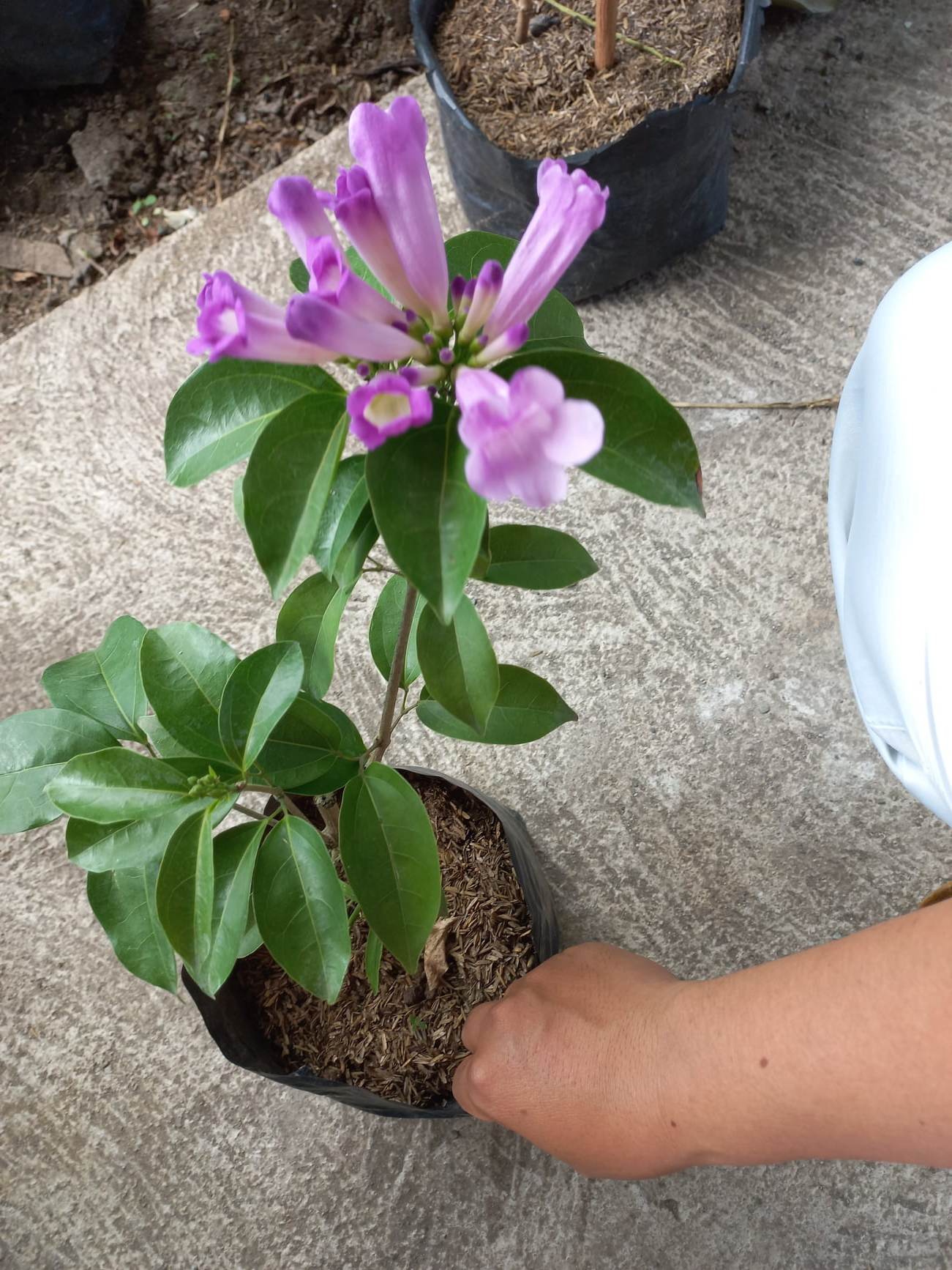 Garlic vain Flowers Plants