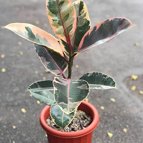 RED BANYAN (RUBBER) PLANT