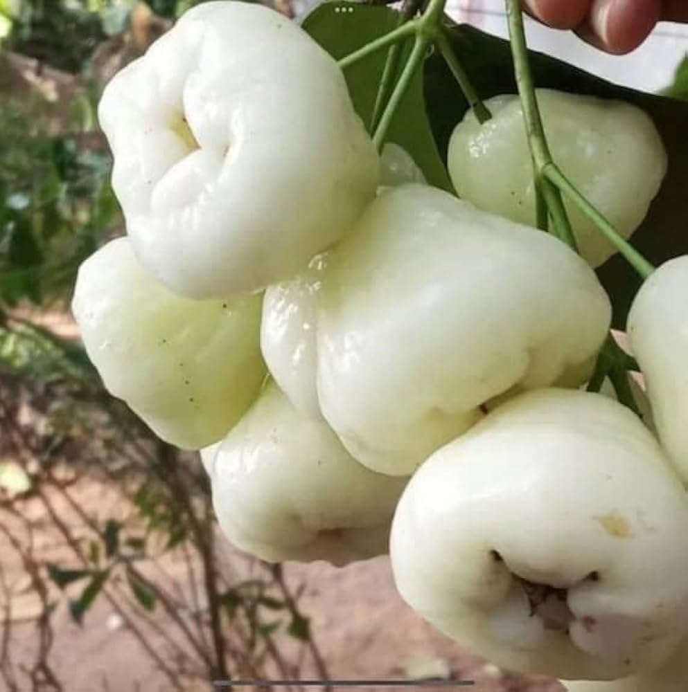 Water Apple(White)Fruit Plants