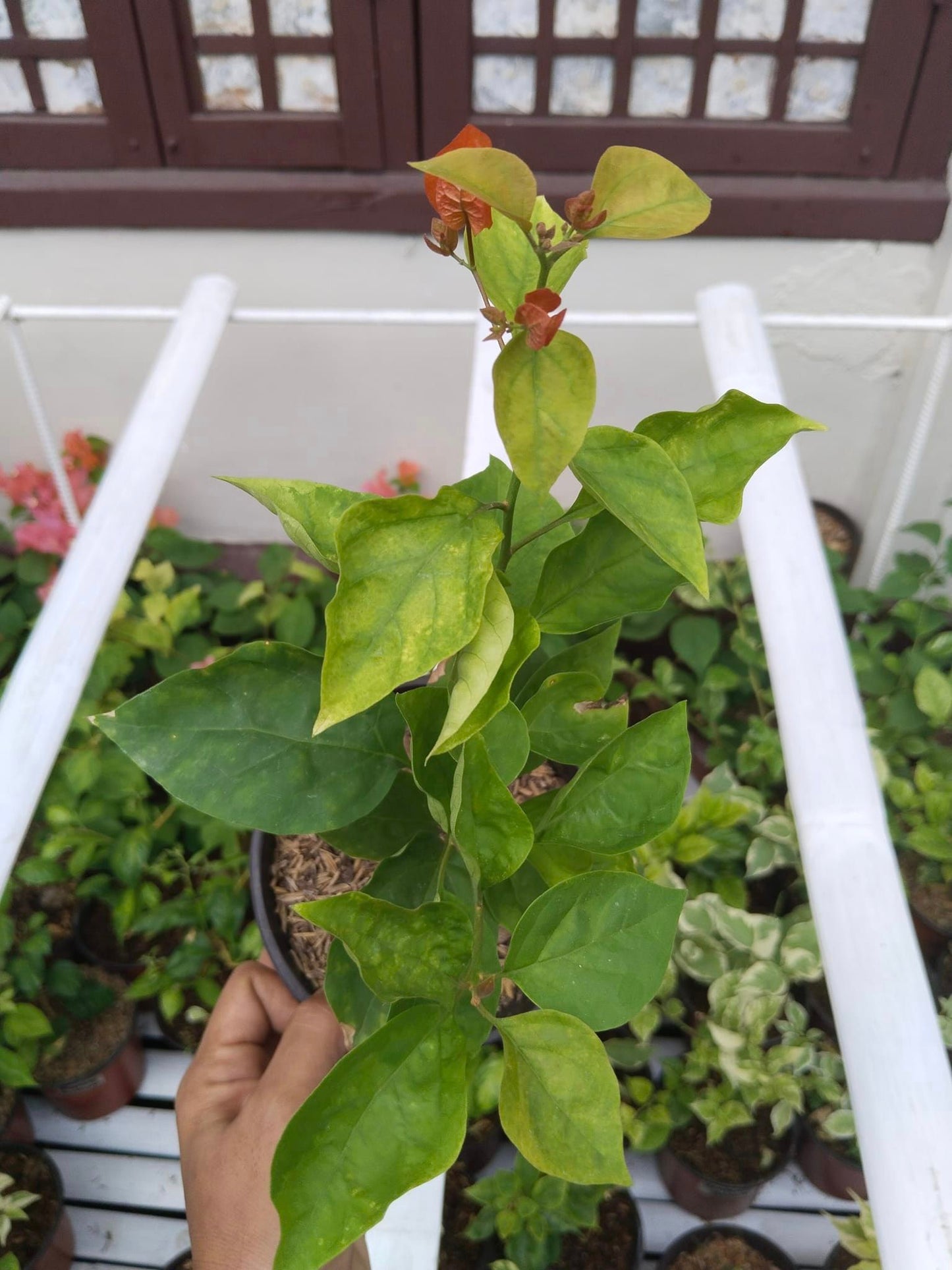 Moonlight Adarna Bougainvillea (new RARE varity)