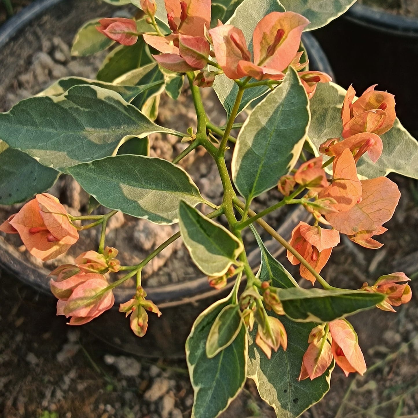 Emasperak Bougainvillea