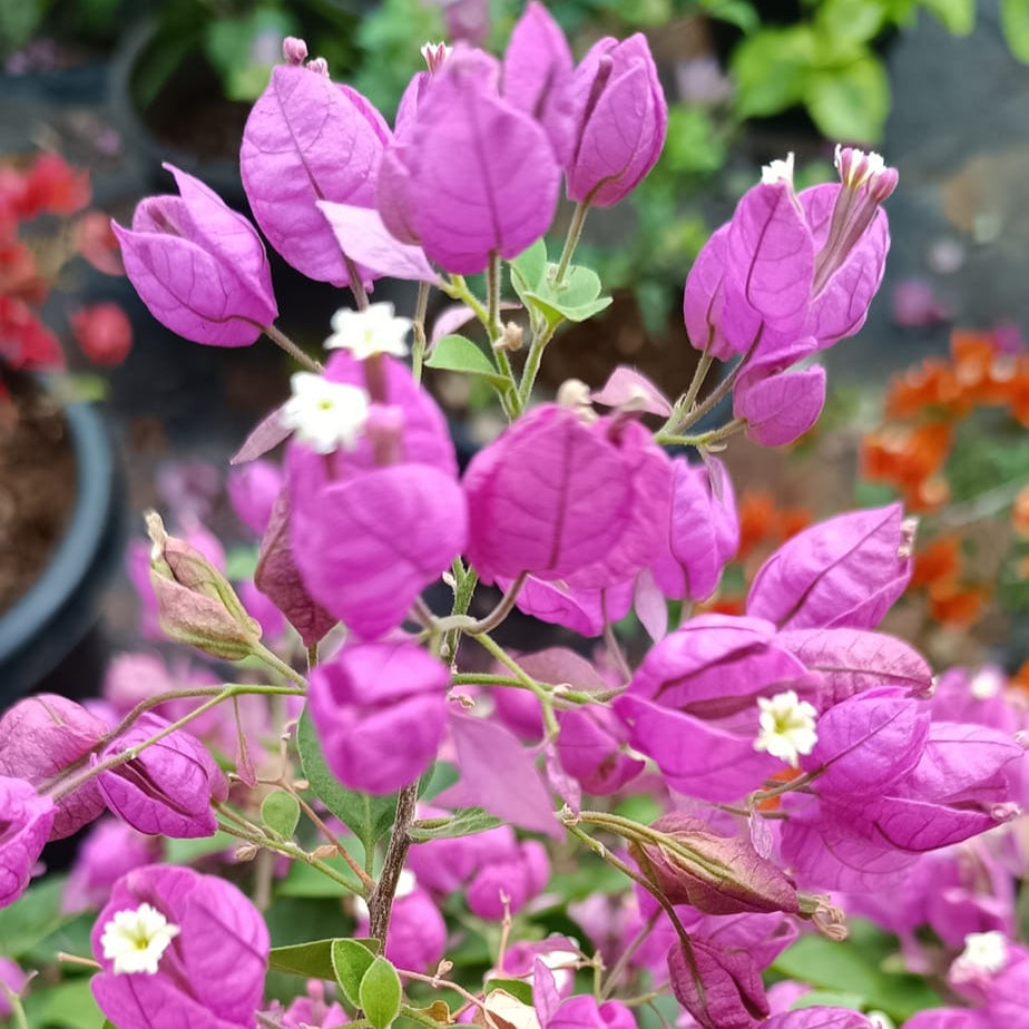 Purple Tanglong Bougainvillea