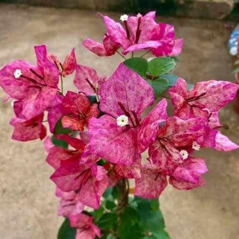 Kristina Bougainvillea