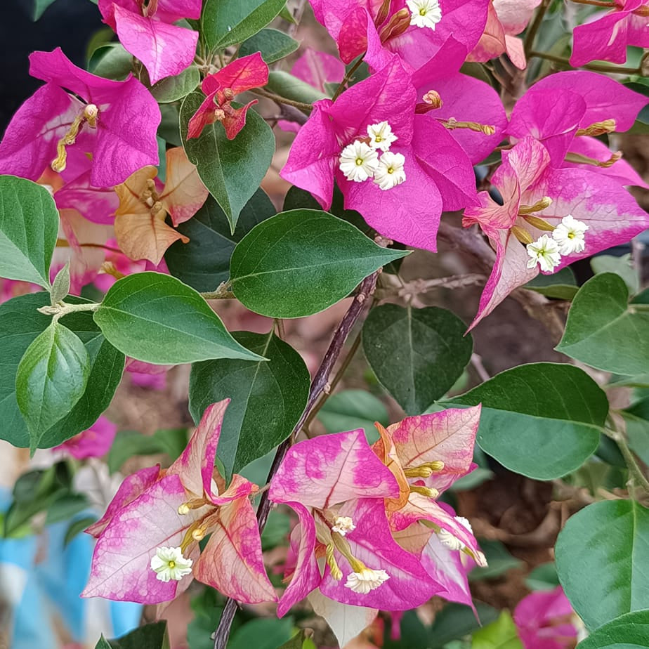 Eight Colour Bougainvillea