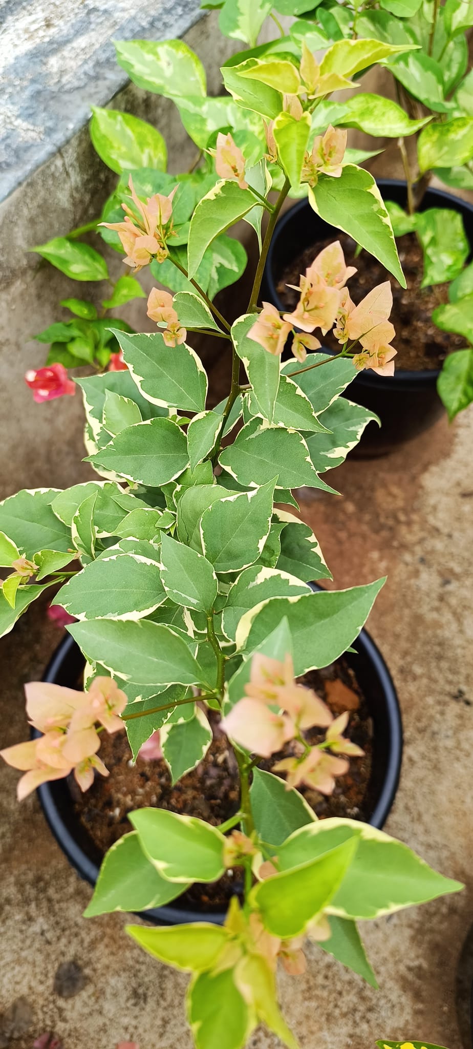 Emasperak Bougainvillea