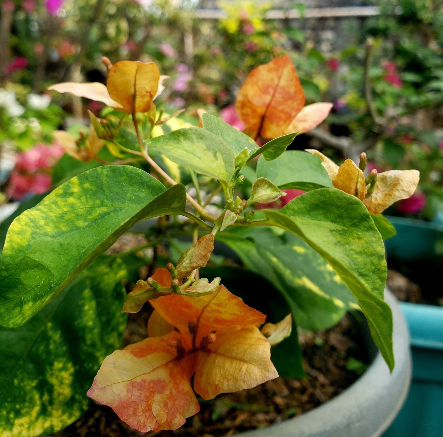 Orange September Bougainvillea