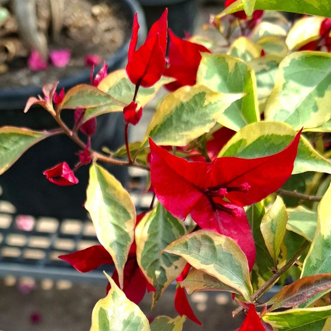 Flame Red Verigated Bougainvillea