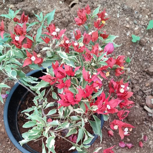 Flame Red Verigated Bougainvillea