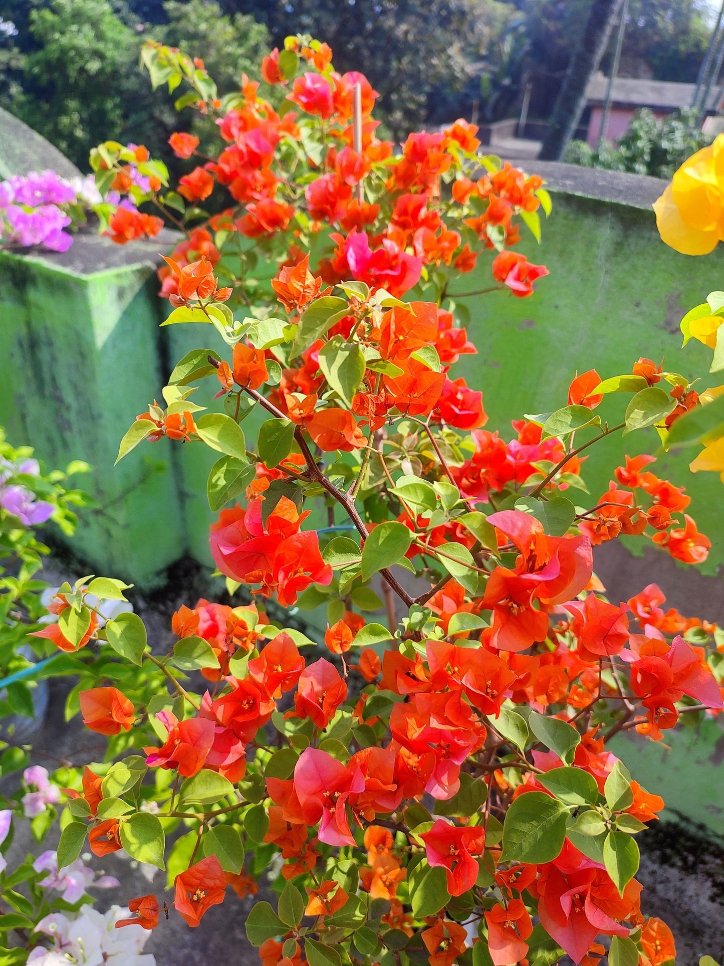 King Orange Bougainvillea