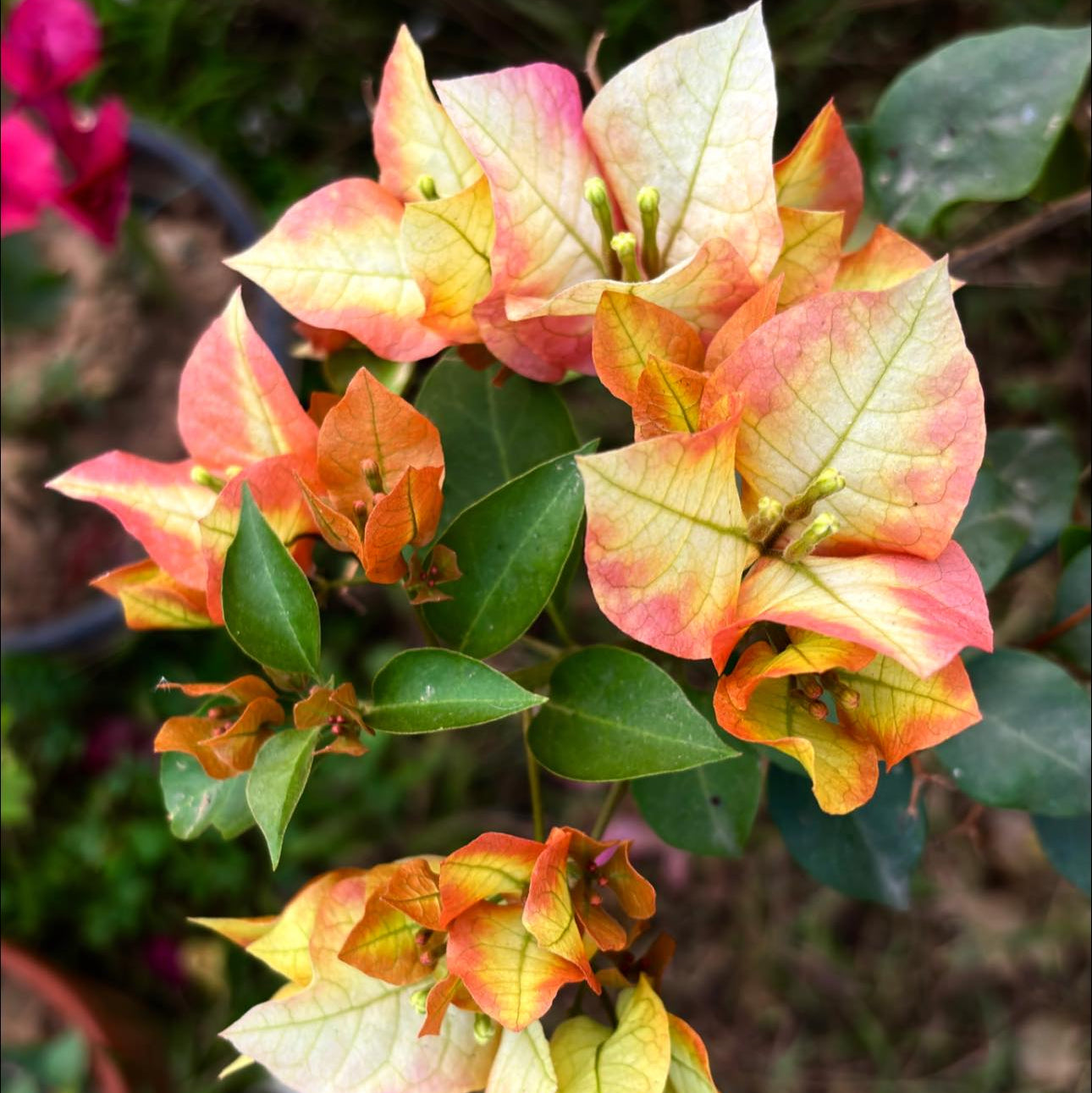 Lady Zyra Bougainvillea