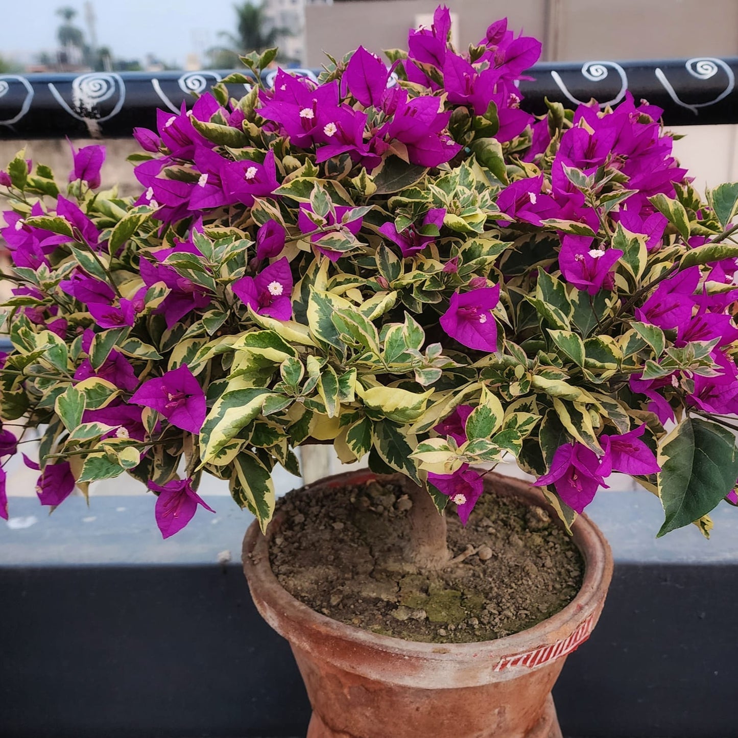 Blueberry Ice Bougainvillea