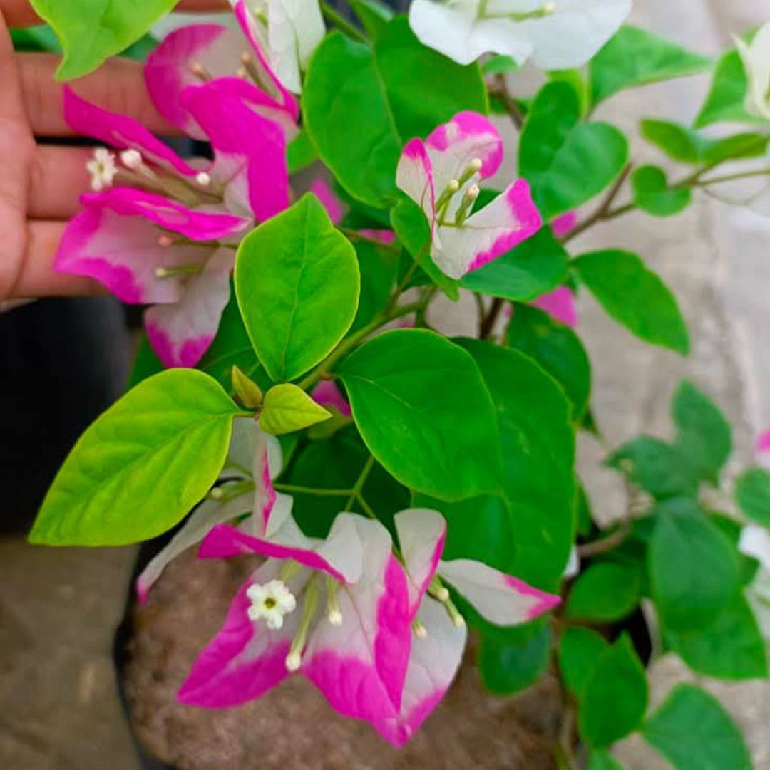 Lipstick Bougainvillea