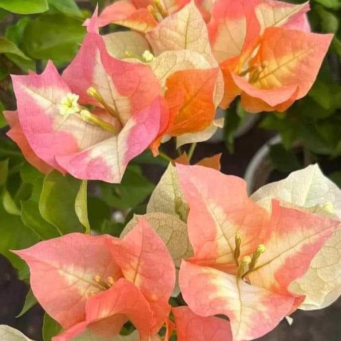 Chitra Gold Bougainvillea