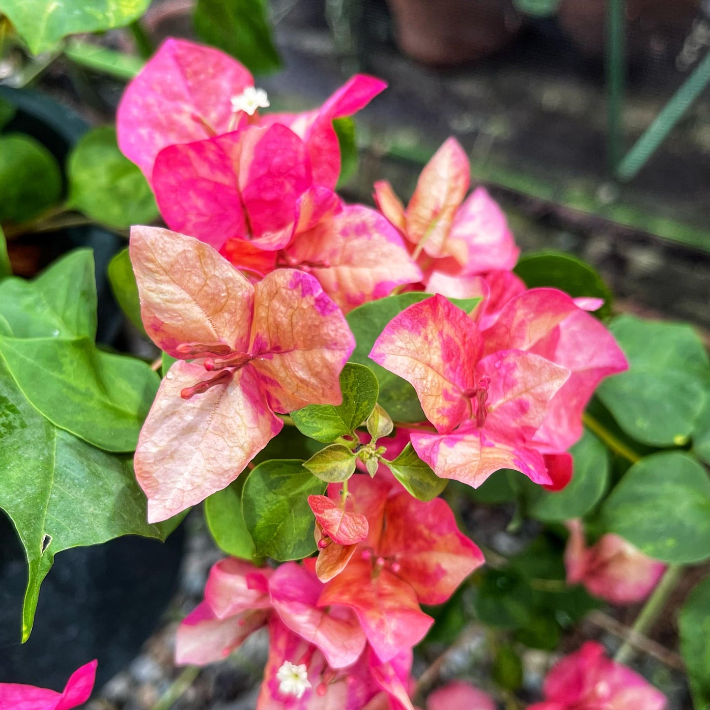 Red September Bougainvillea