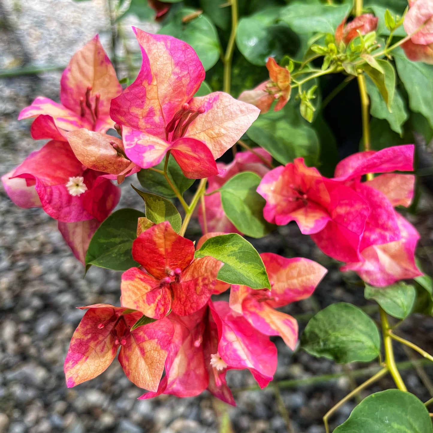 Red September Bougainvillea