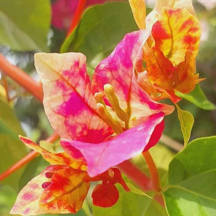 Golden Rao Bougainvillea