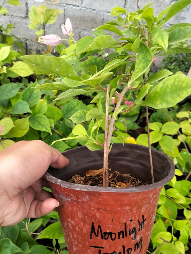 Moonlight Tanglong Bougainvillea