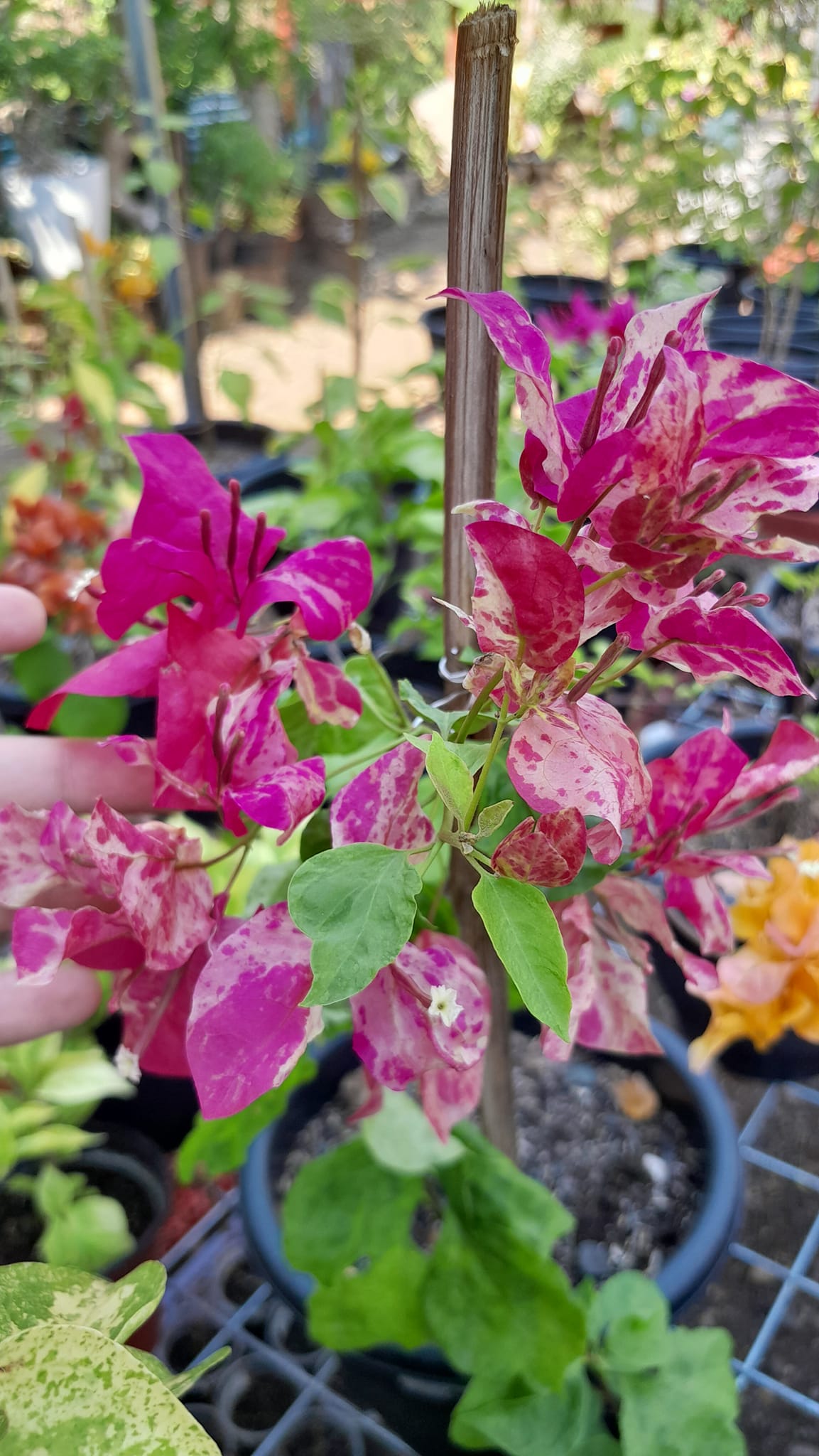 Kristina Bougainvillea