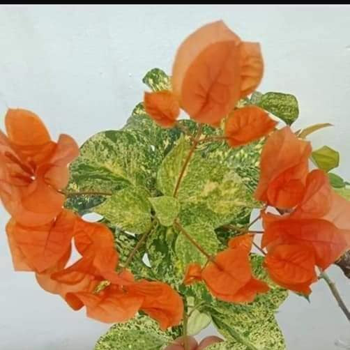 Daimond Orange Bougainvillea