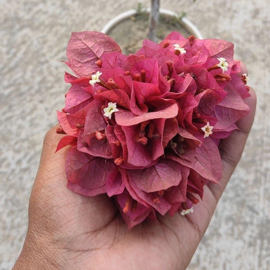 Chocolate Brown Bougainvillea