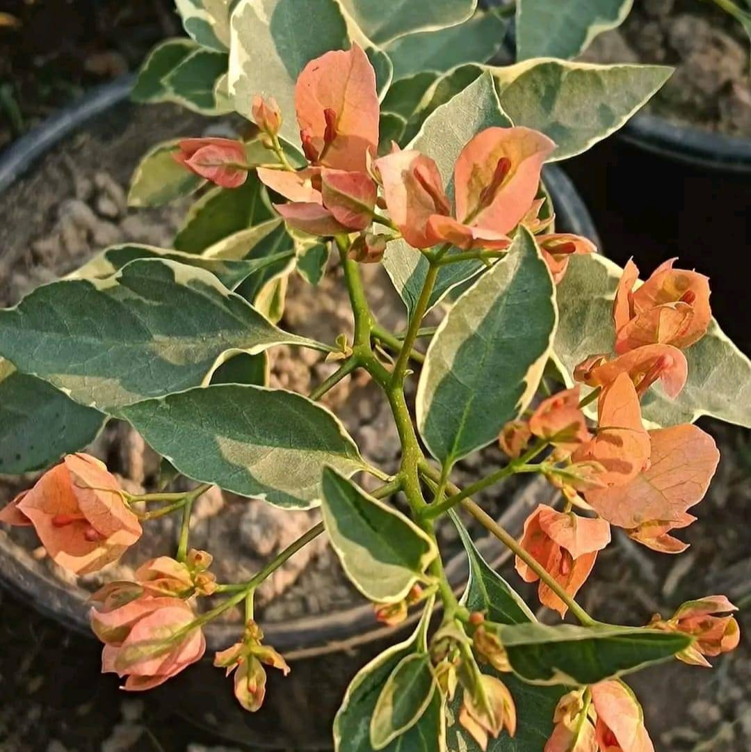 Emasperak Bougainvillea