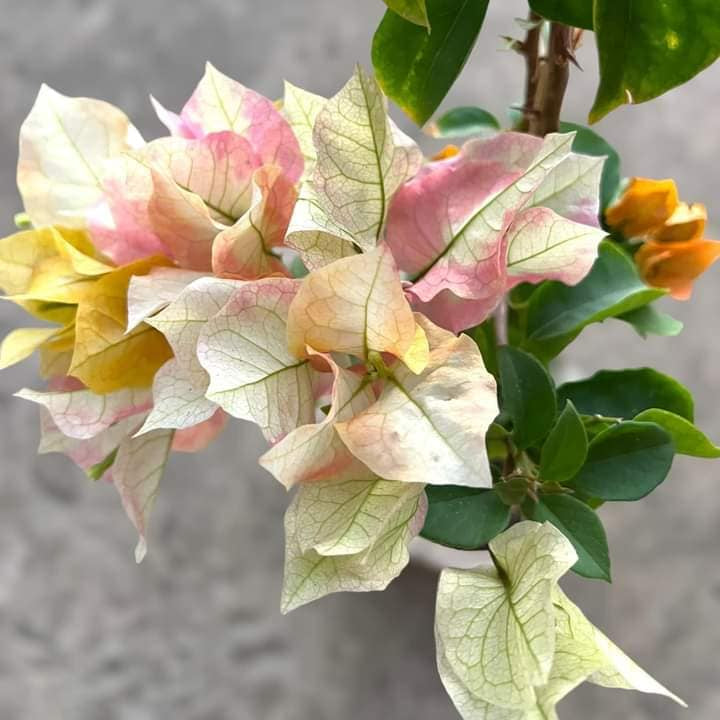 Chitra Gold Bougainvillea