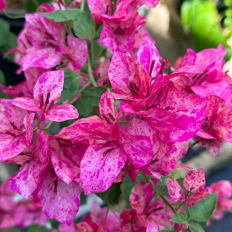 Kristina Bougainvillea