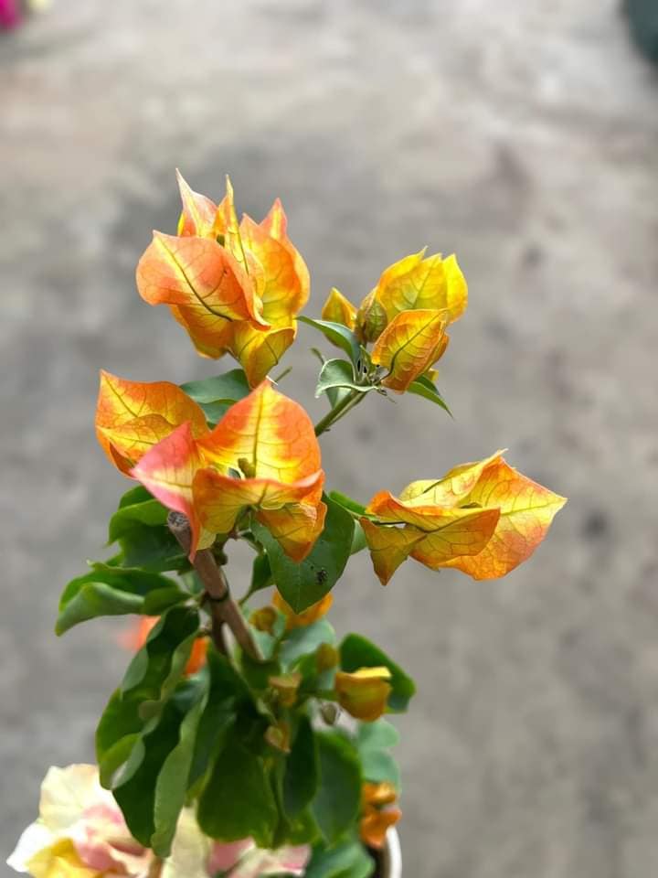 Chitra Gold Bougainvillea