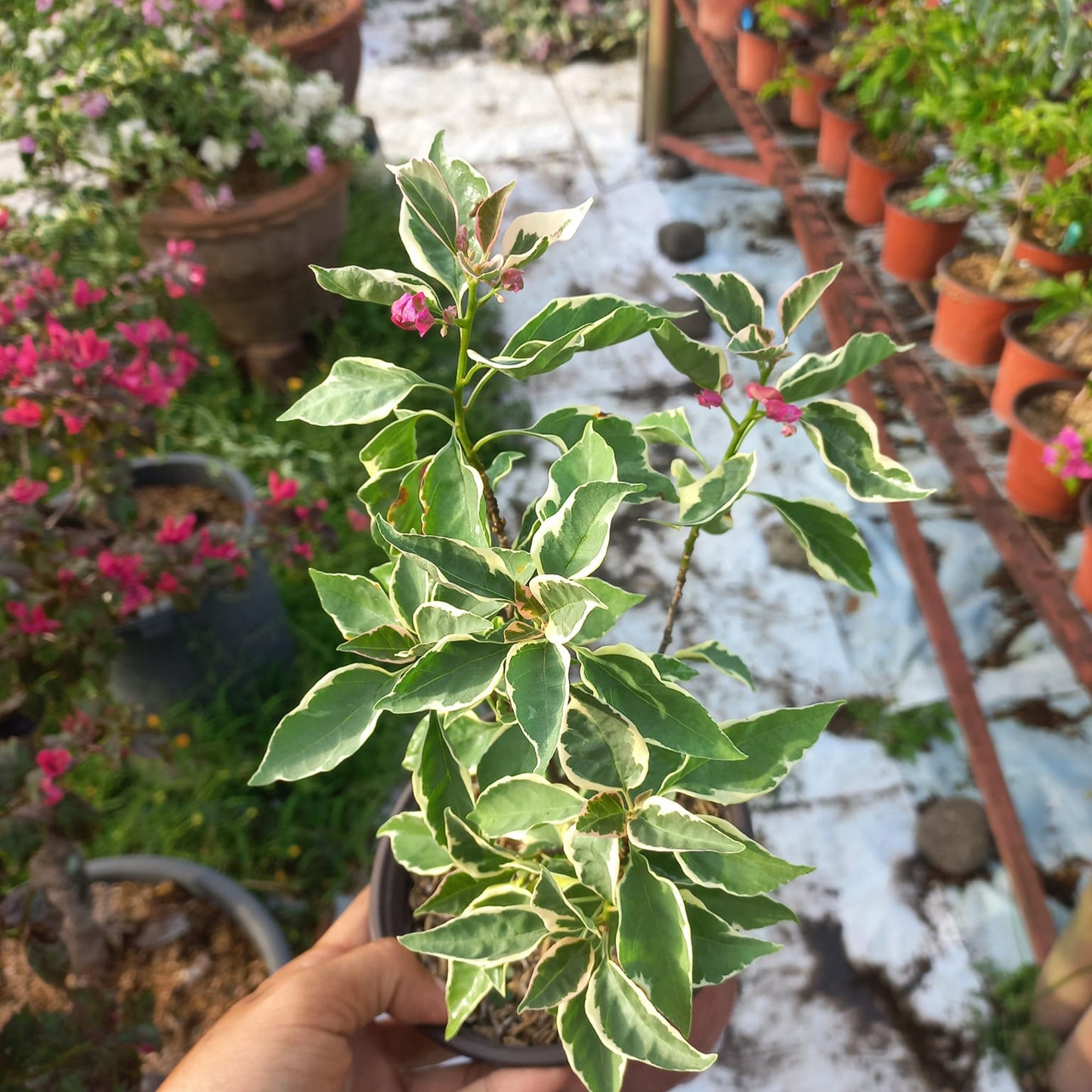 Bird Wings Bougainvillea