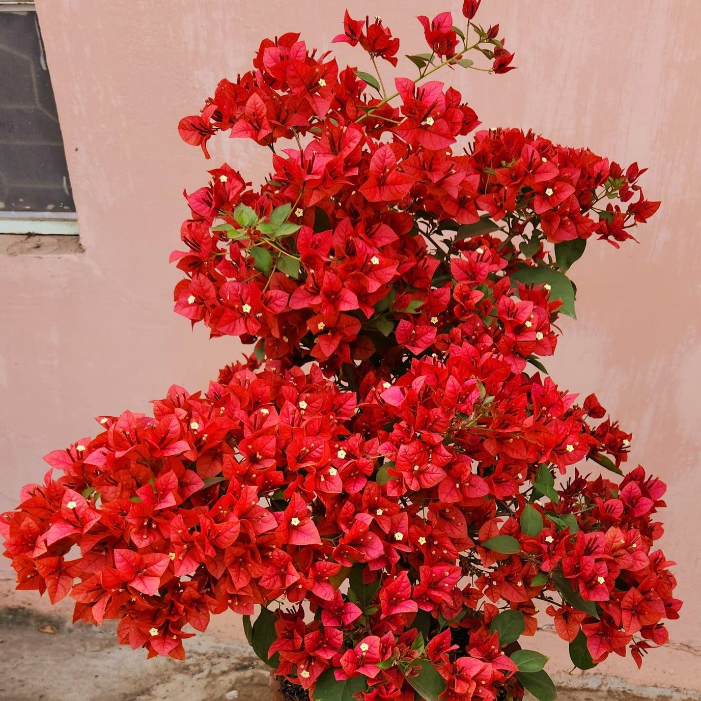 Brizza Red Bougainvillea