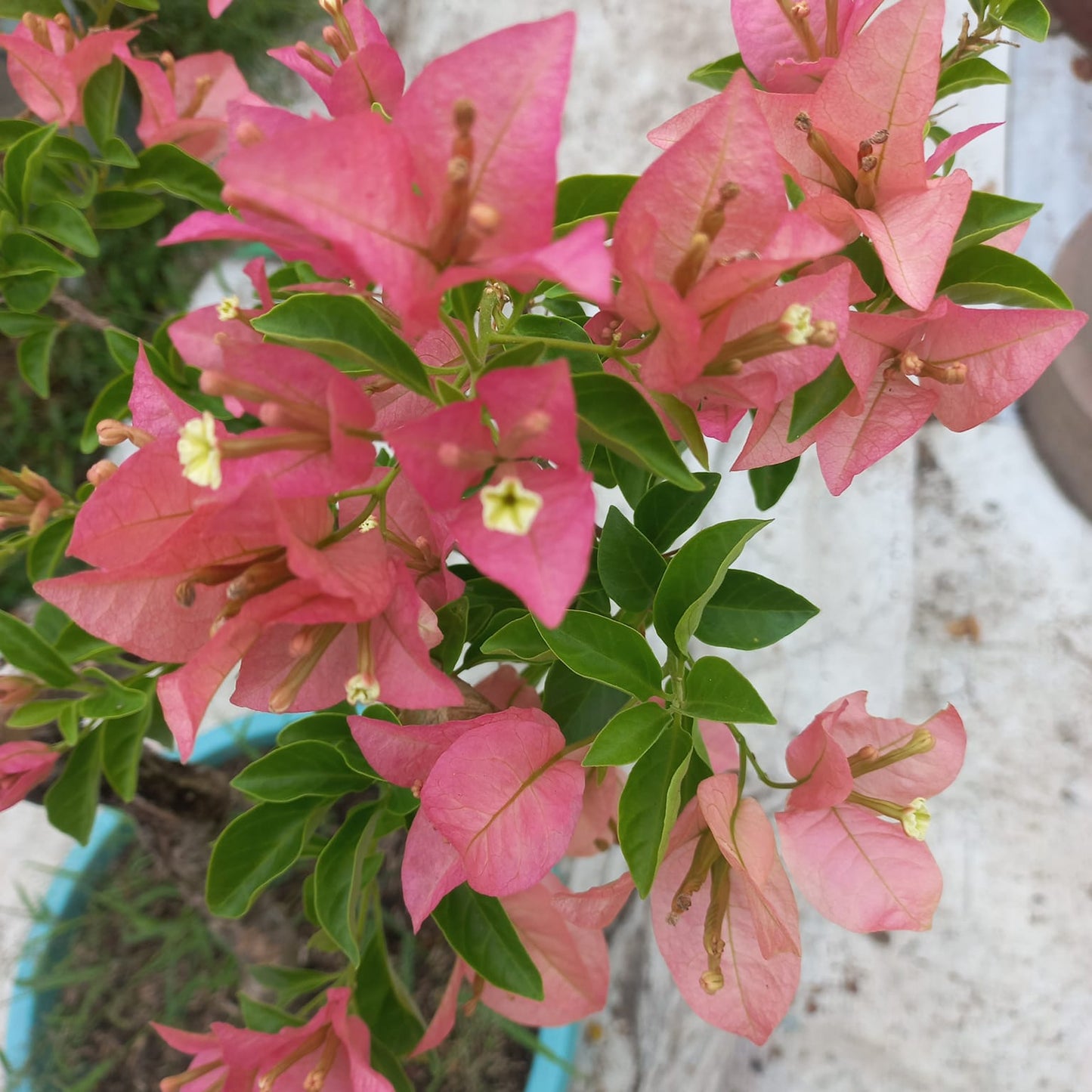 Kayata Bougainvillea