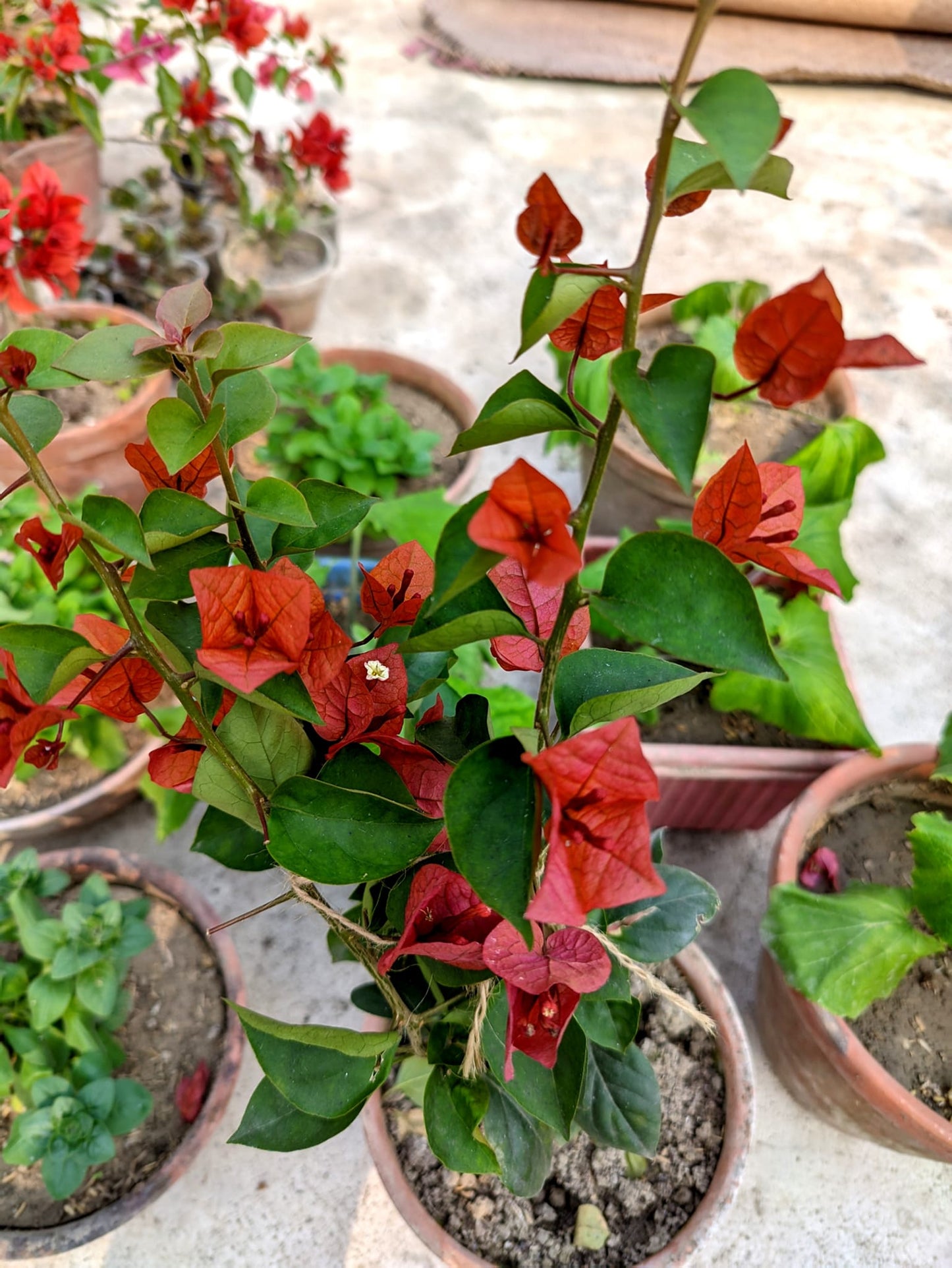 Chocolate Brown Bougainvillea