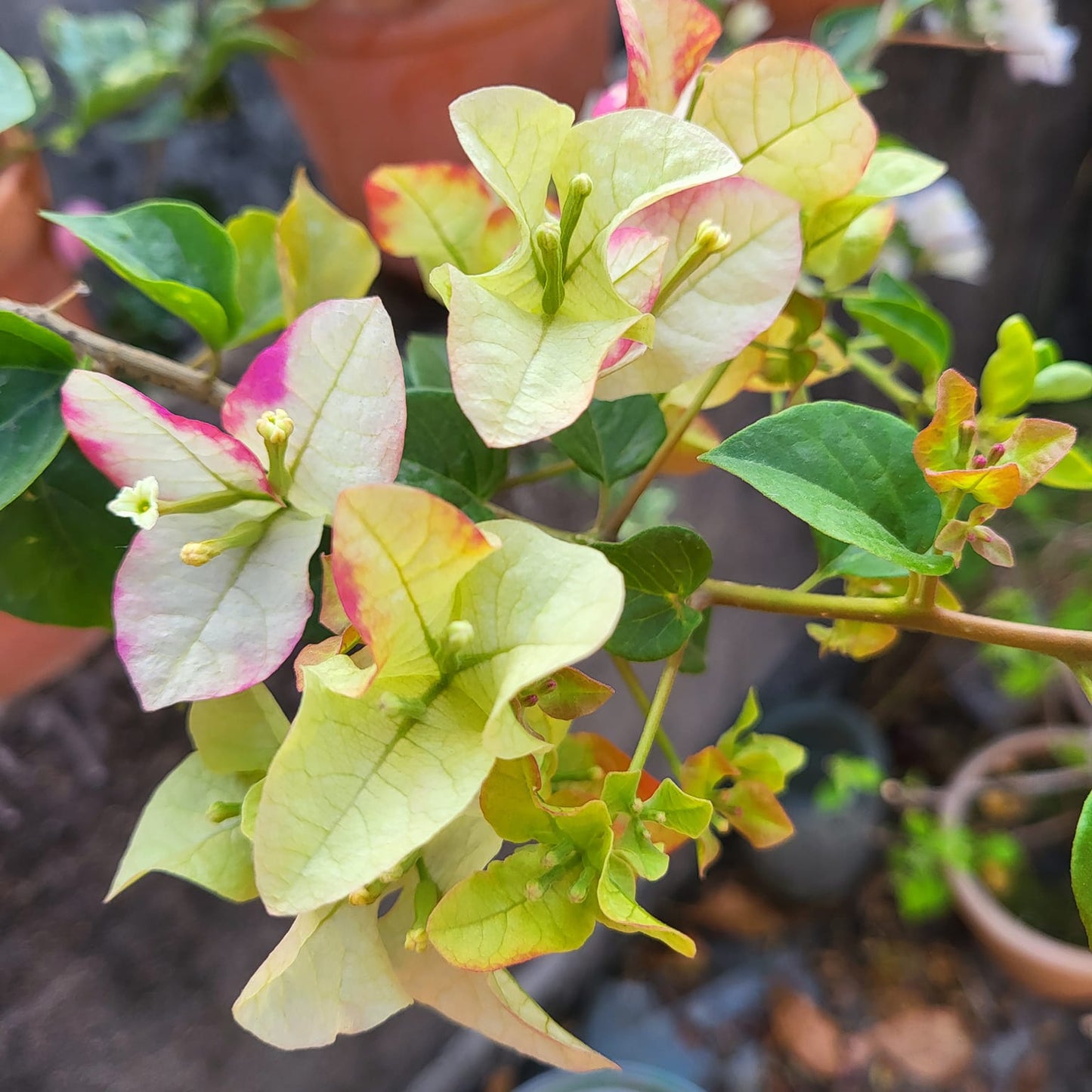 3 Star Bougainvillea