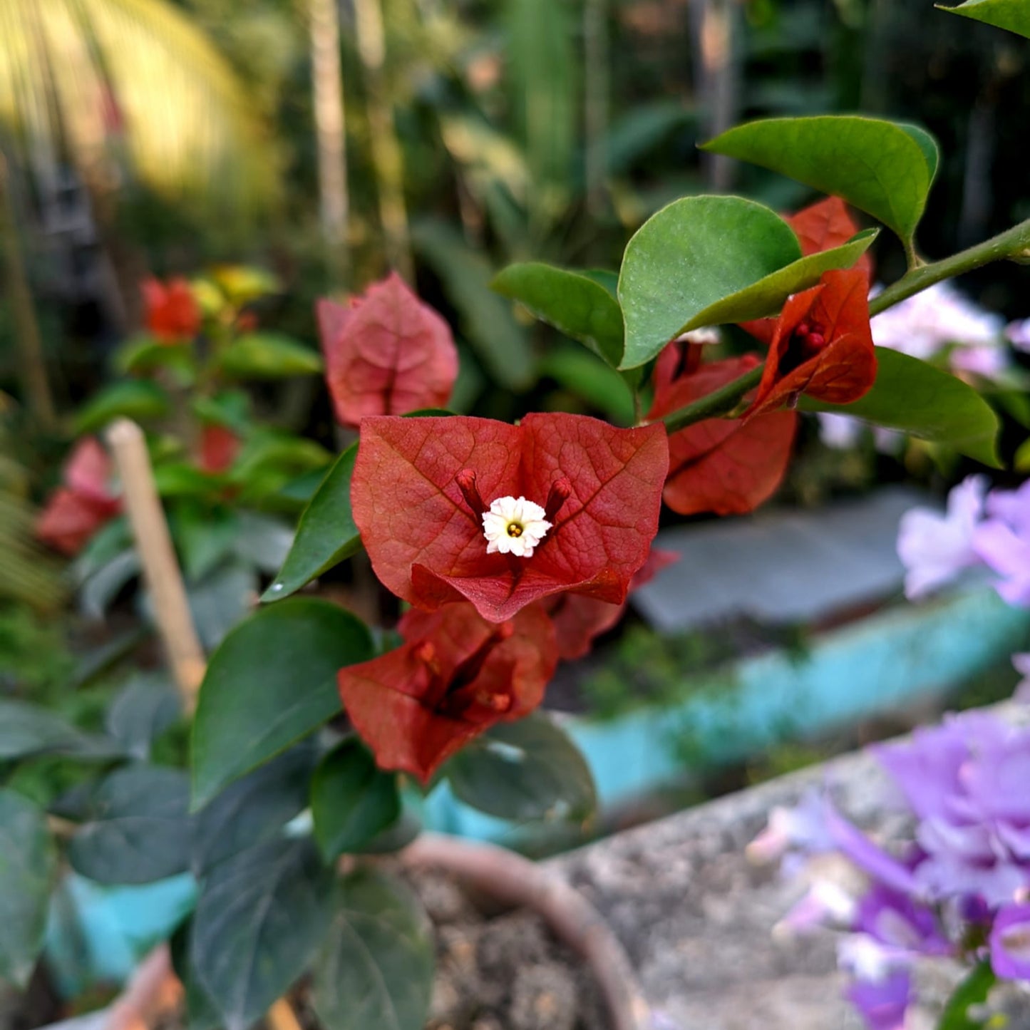 Chocolate Brown Bougainvillea
