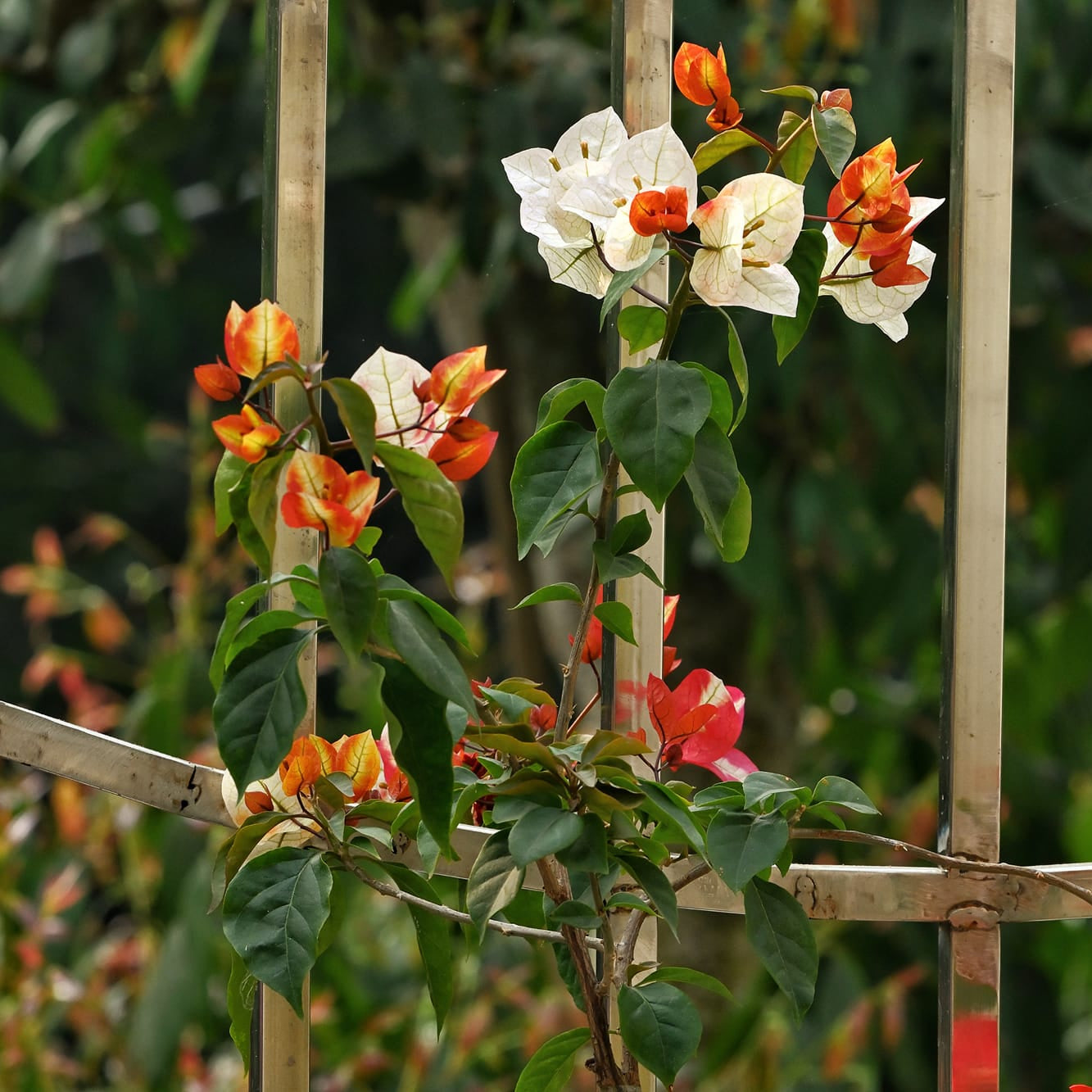 7 Star Bougainvillea