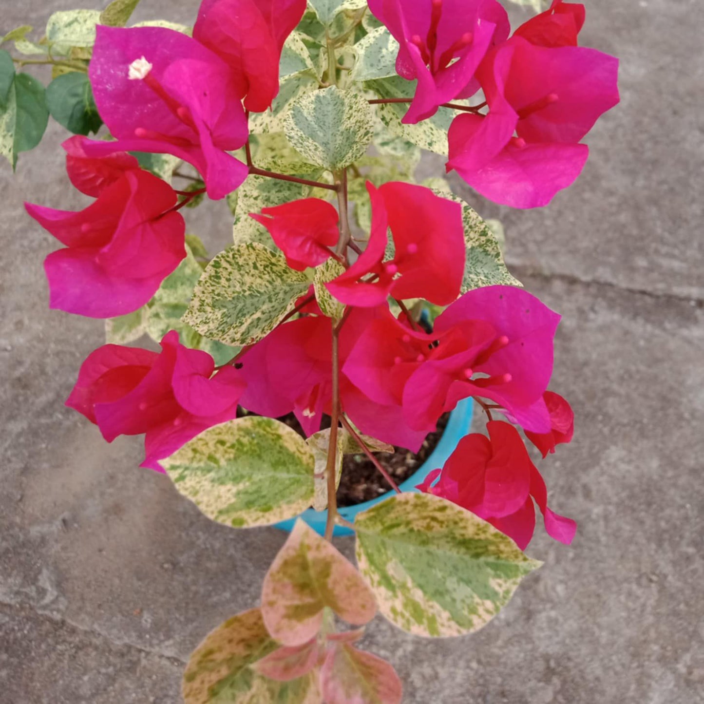 Red Diamond Bougainvillea