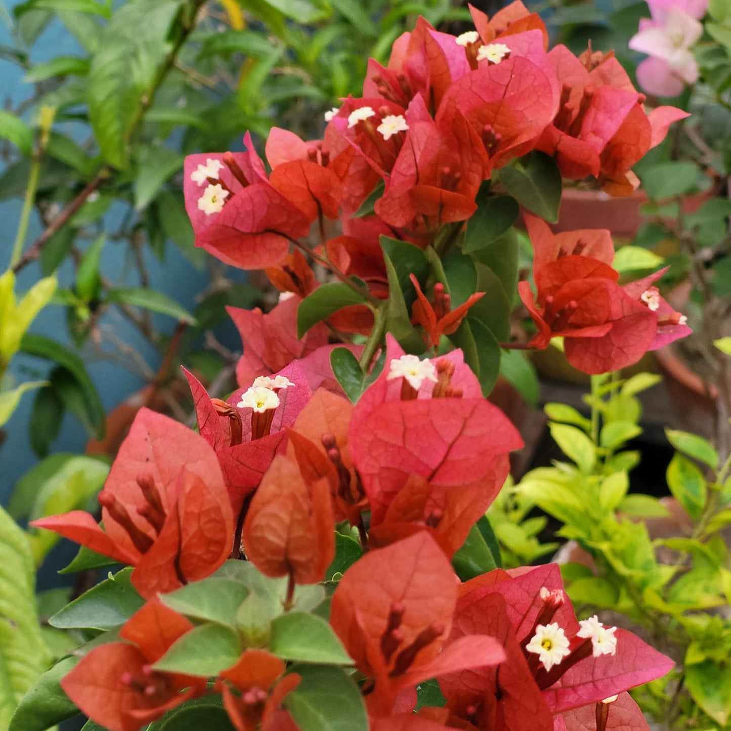 Chocolate Brown Bougainvillea