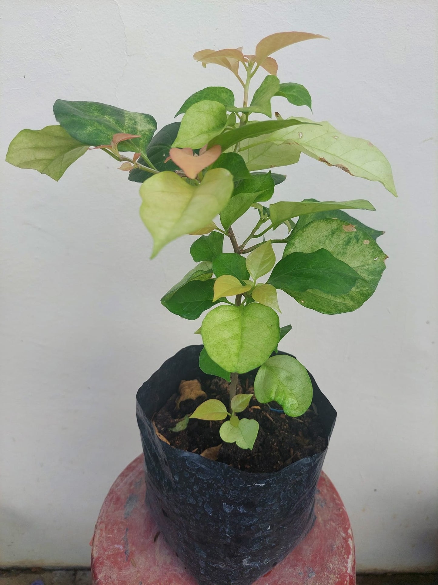 Albino Red Bougainvillea