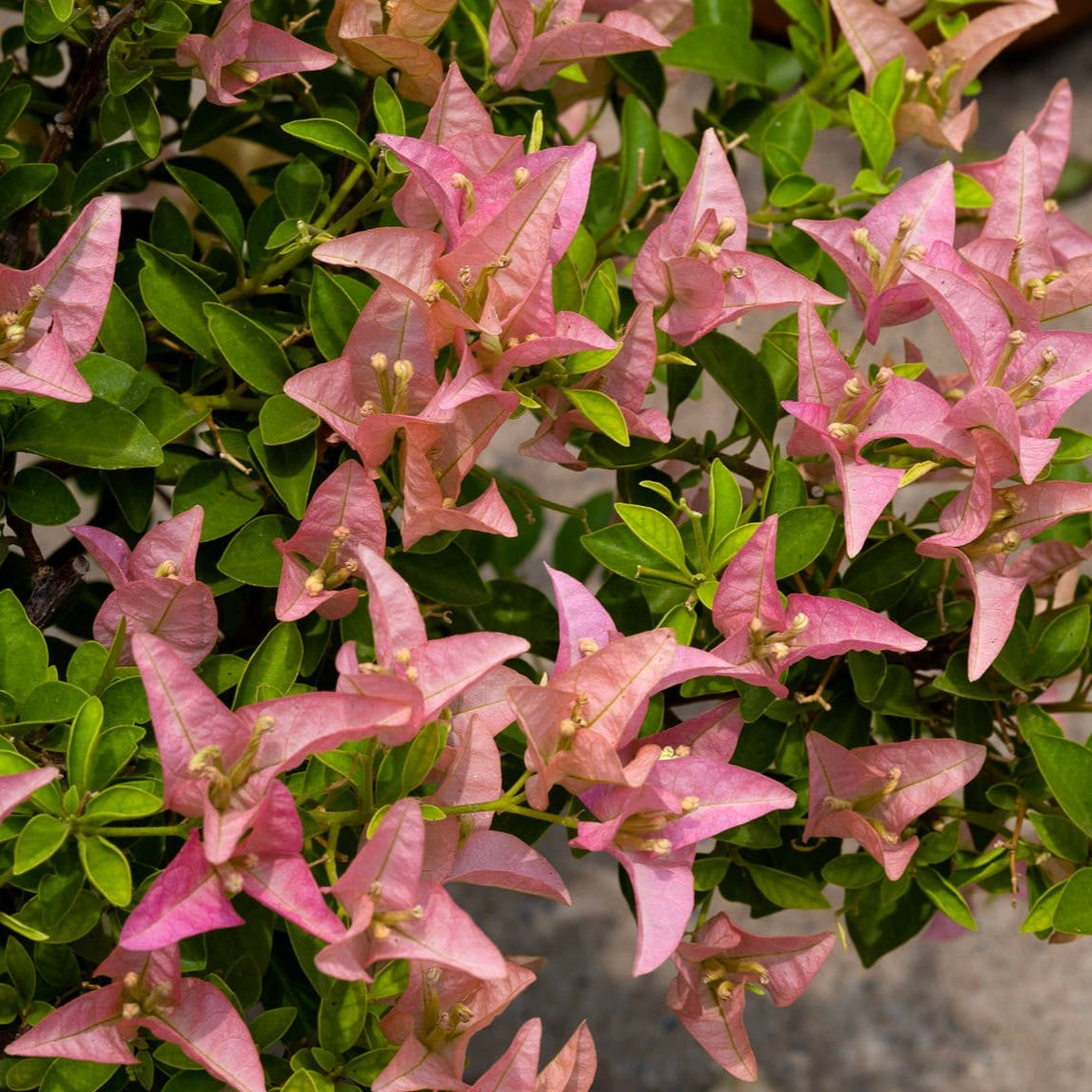 Kayata Bougainvillea