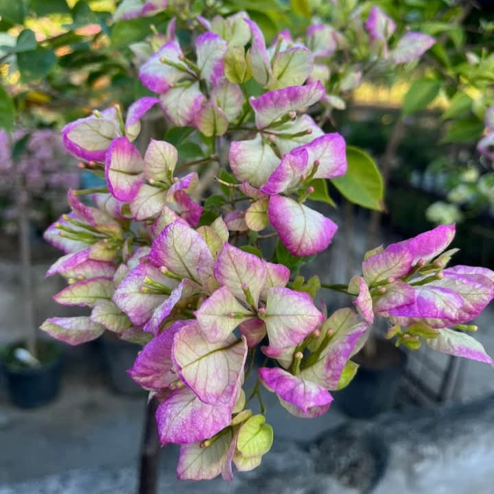 Geisha Bougainvillea