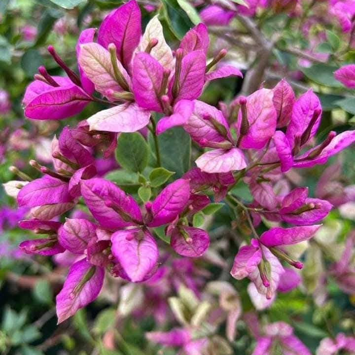 Geisha Bougainvillea