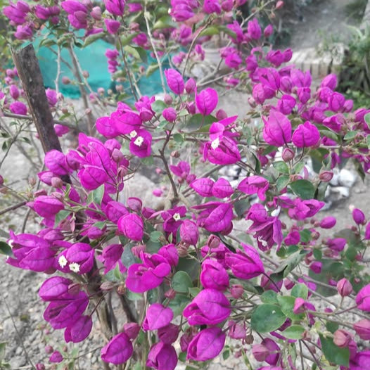 Purple Tanglong Bougainvillea