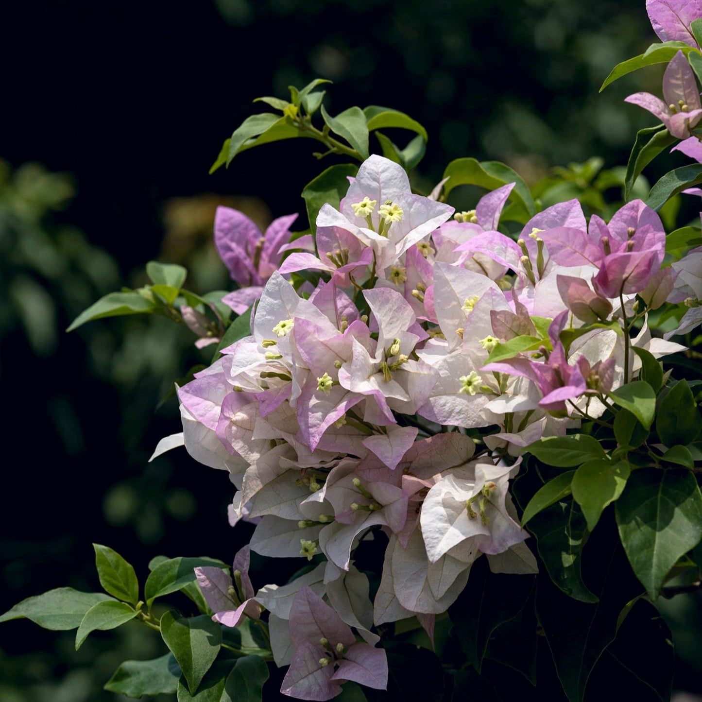 Begum Sikander Bougainvillea