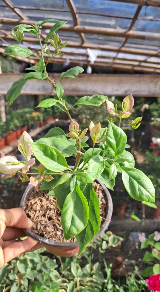 Geisha Bougainvillea