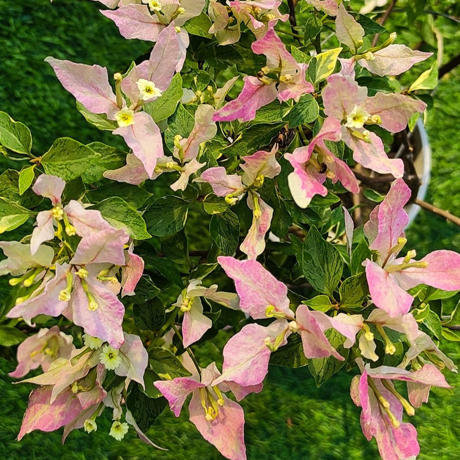 Buterfly Splash Bougainvillea