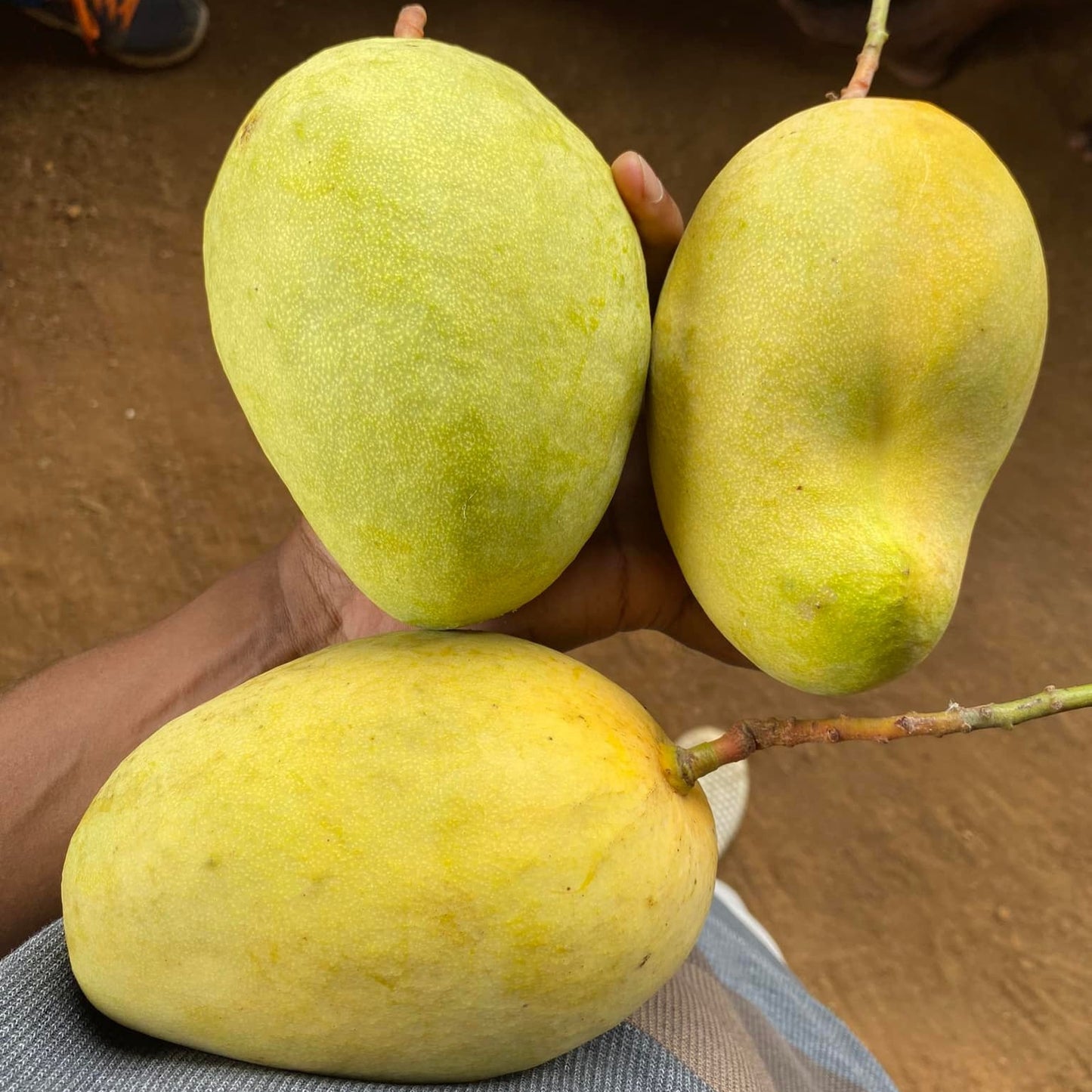 TJC Mango