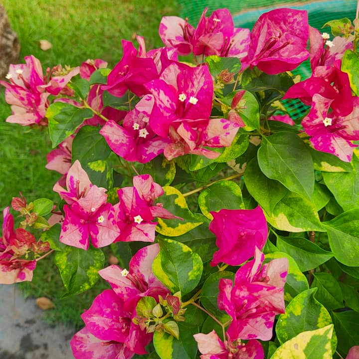 Red September Bougainvillea
