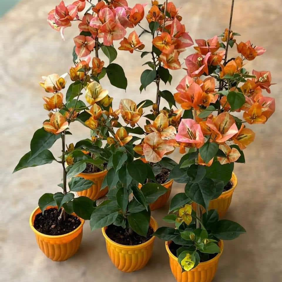Golden Sunshine Bougainvillea